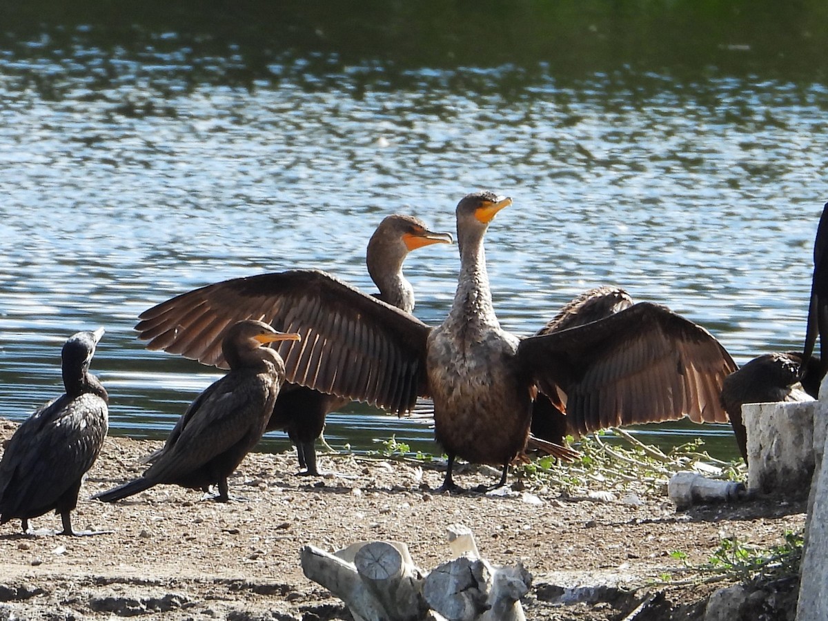 Ушастый баклан - ML646553531