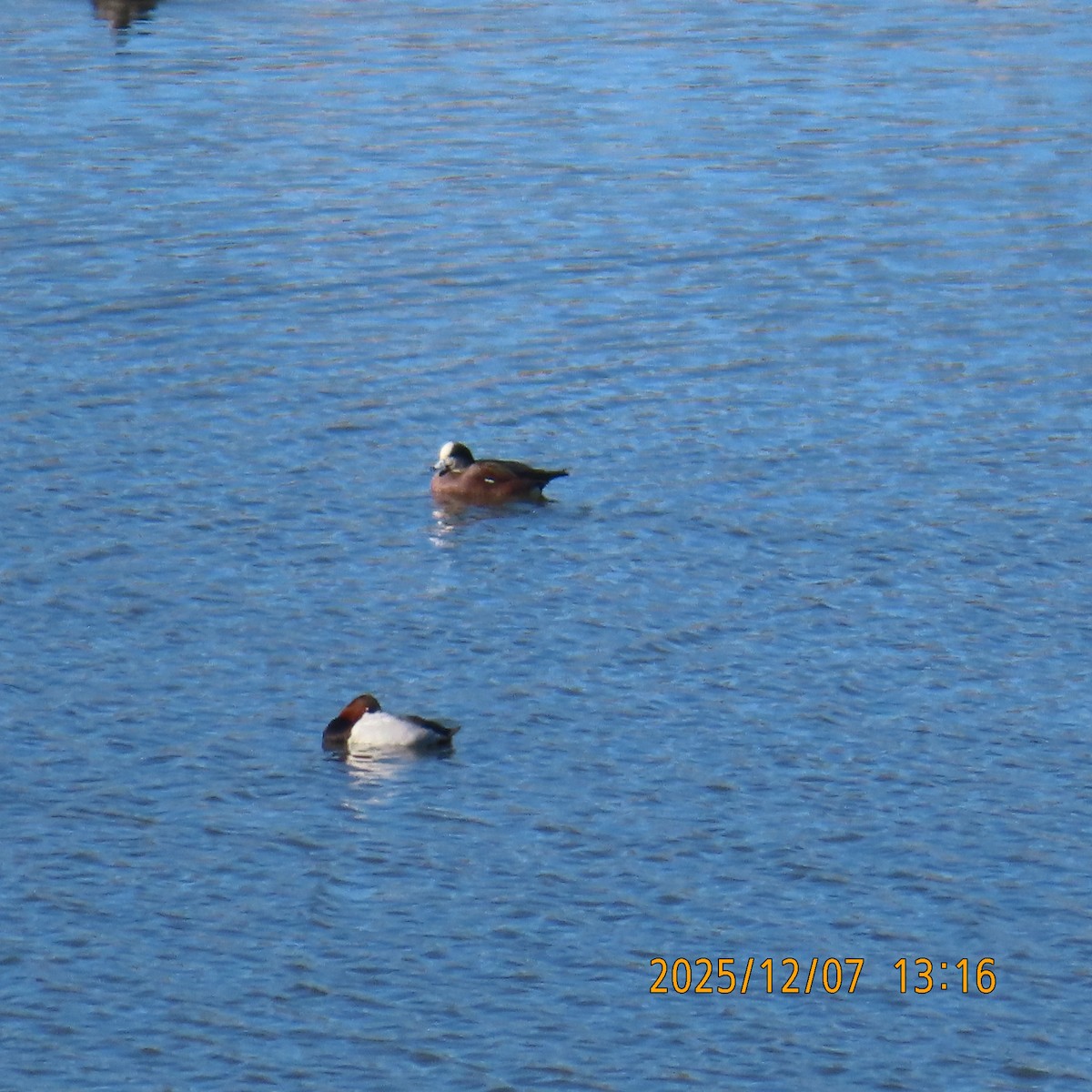 American Wigeon - ML646553532