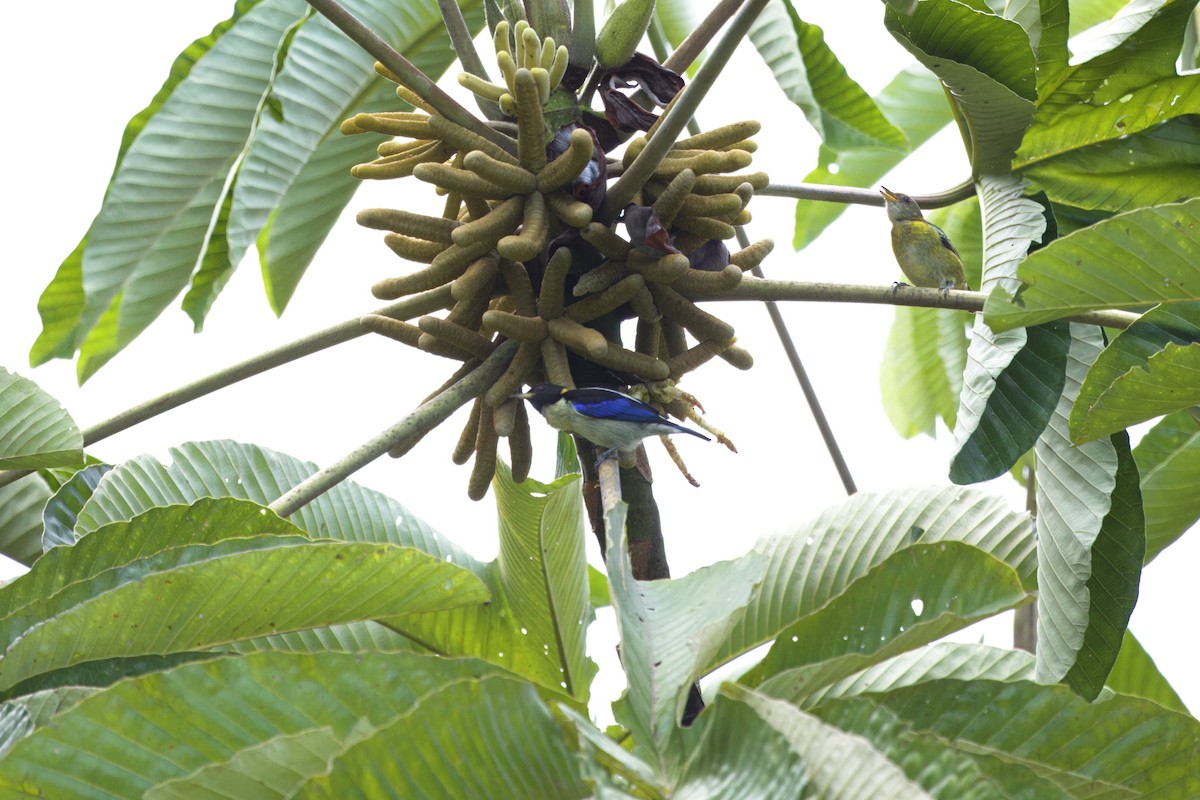 Altın Boyunlu Balkuşu - ML646553533