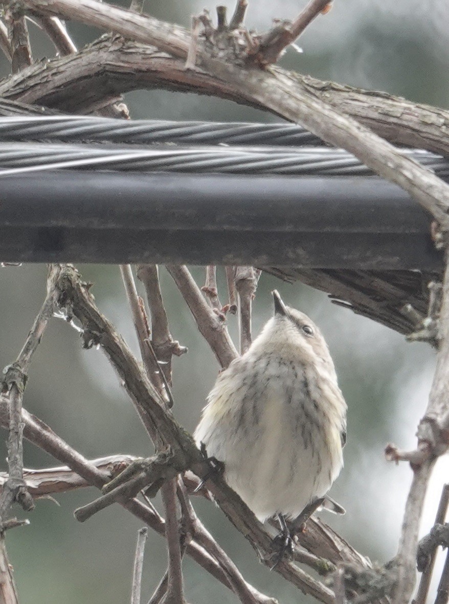 Yellow-rumped Warbler - ML646553534