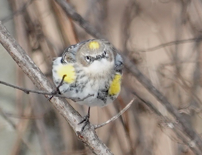Yellow-rumped Warbler - ML646553535
