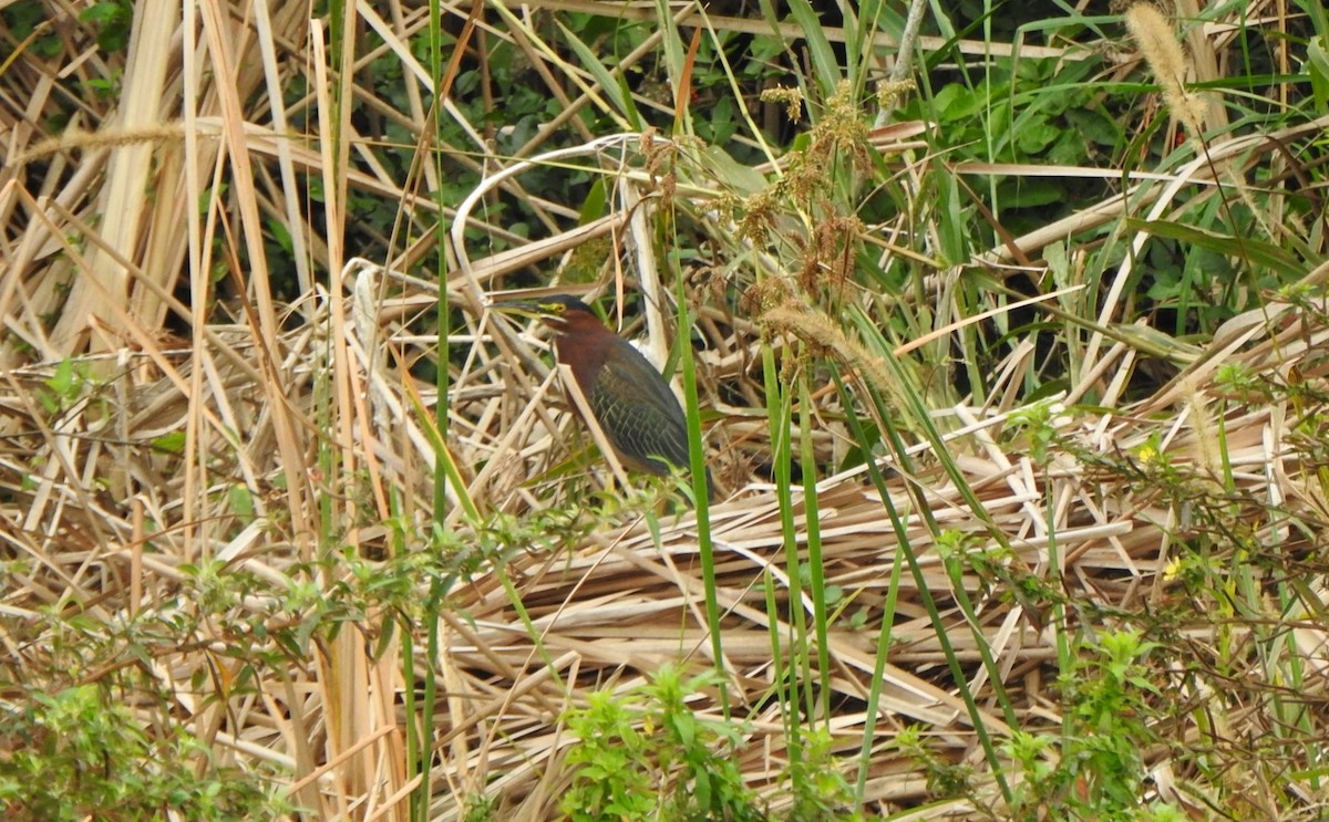 grønnrygghegre - ML646553538