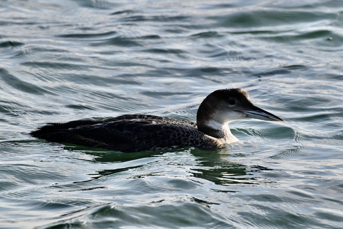 Eistaucher - ML646553540