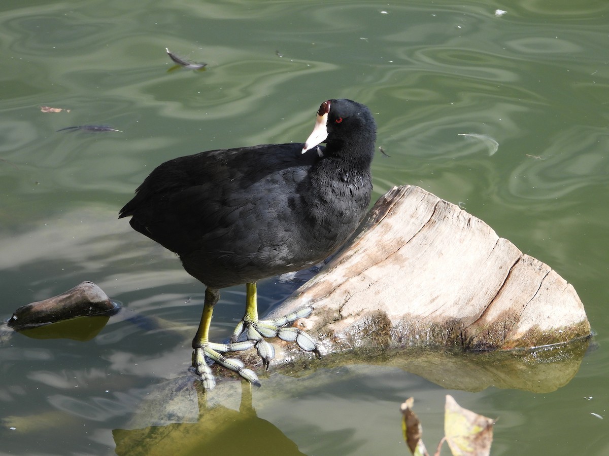 Американская лысуха - ML646553541