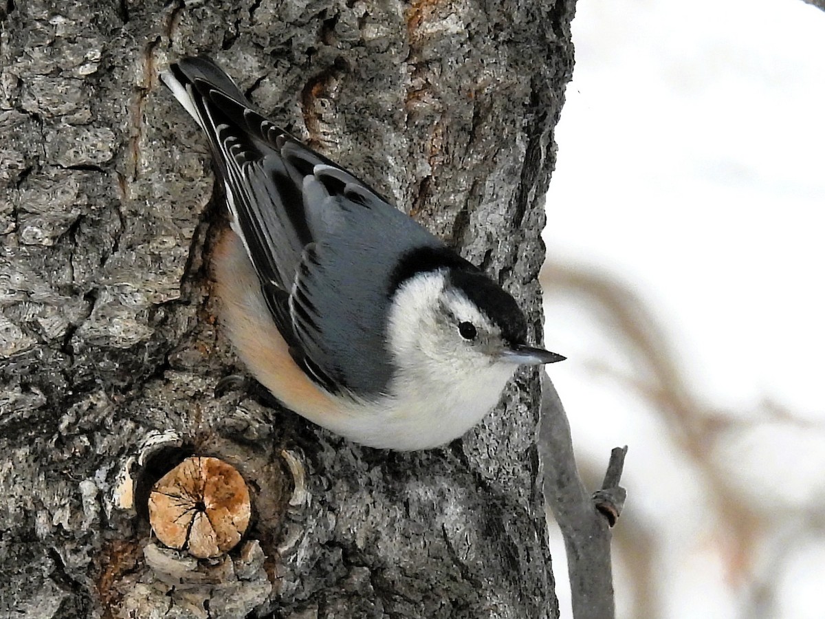 ムナジロゴジュウカラ - ML646553543