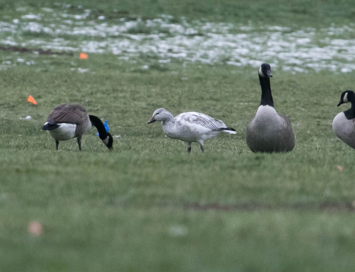 Snow Goose - ML646553544