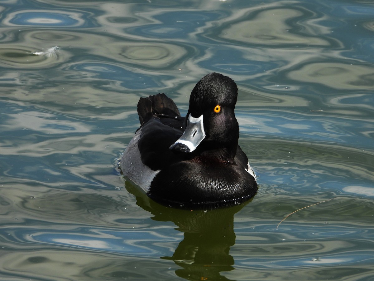 Кольчатая чернеть - ML646553545