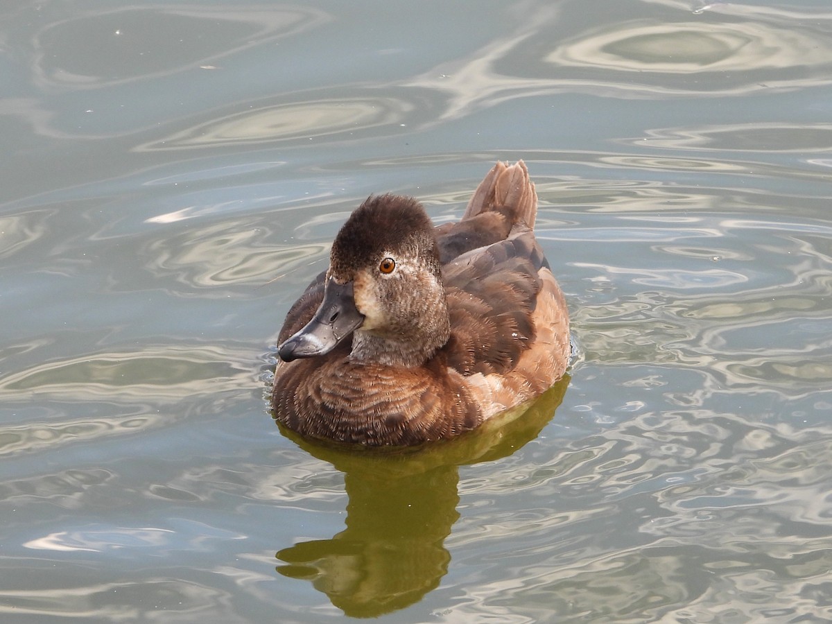 Кольчатая чернеть - ML646553548