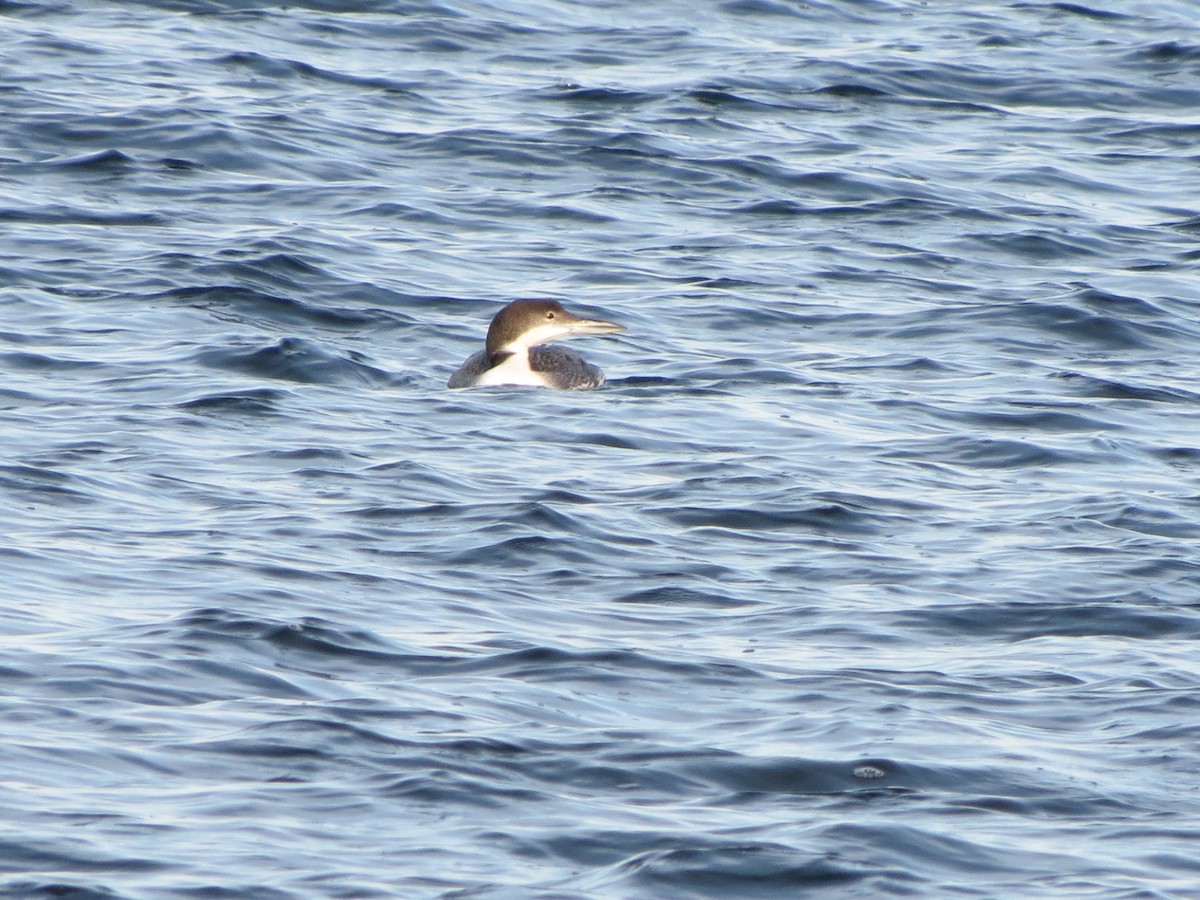 Common Loon - ML646553549