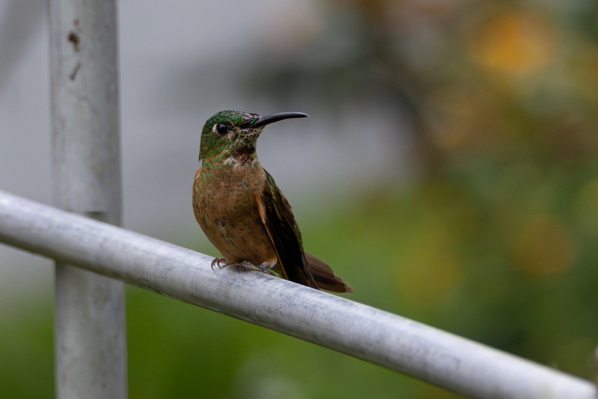 Brillante Pechigamuza - ML646553550