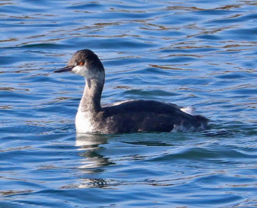 Kara Boyunlu Batağan - ML646553554