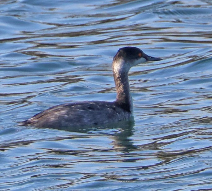 Kara Boyunlu Batağan - ML646553555