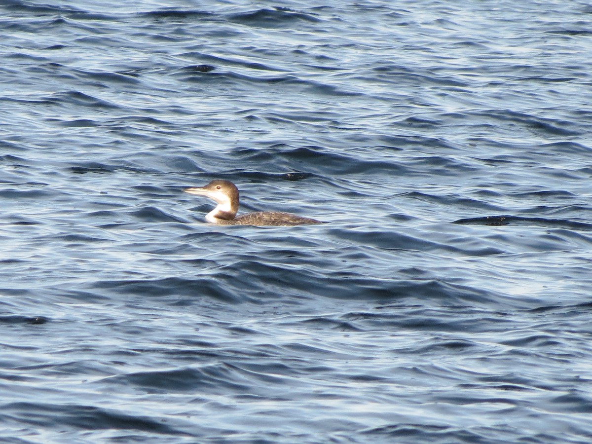 Common Loon - ML646553557