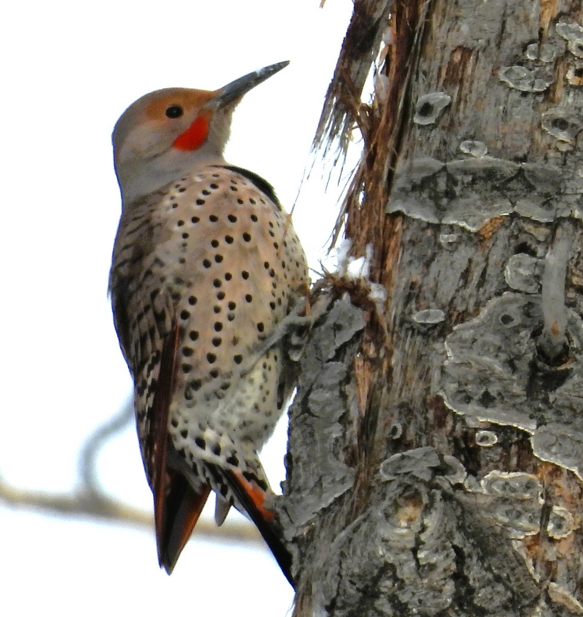 ハシボソキツツキ - ML646553559