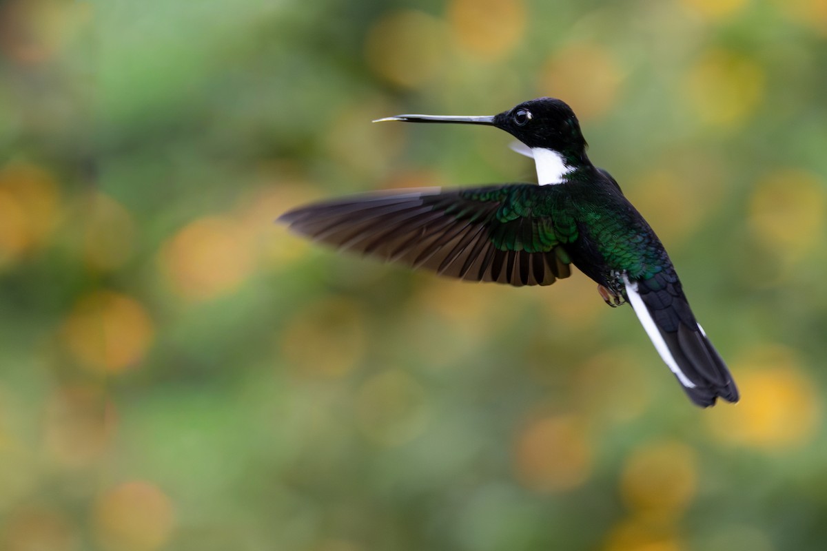 Collared Inca - ML646553560