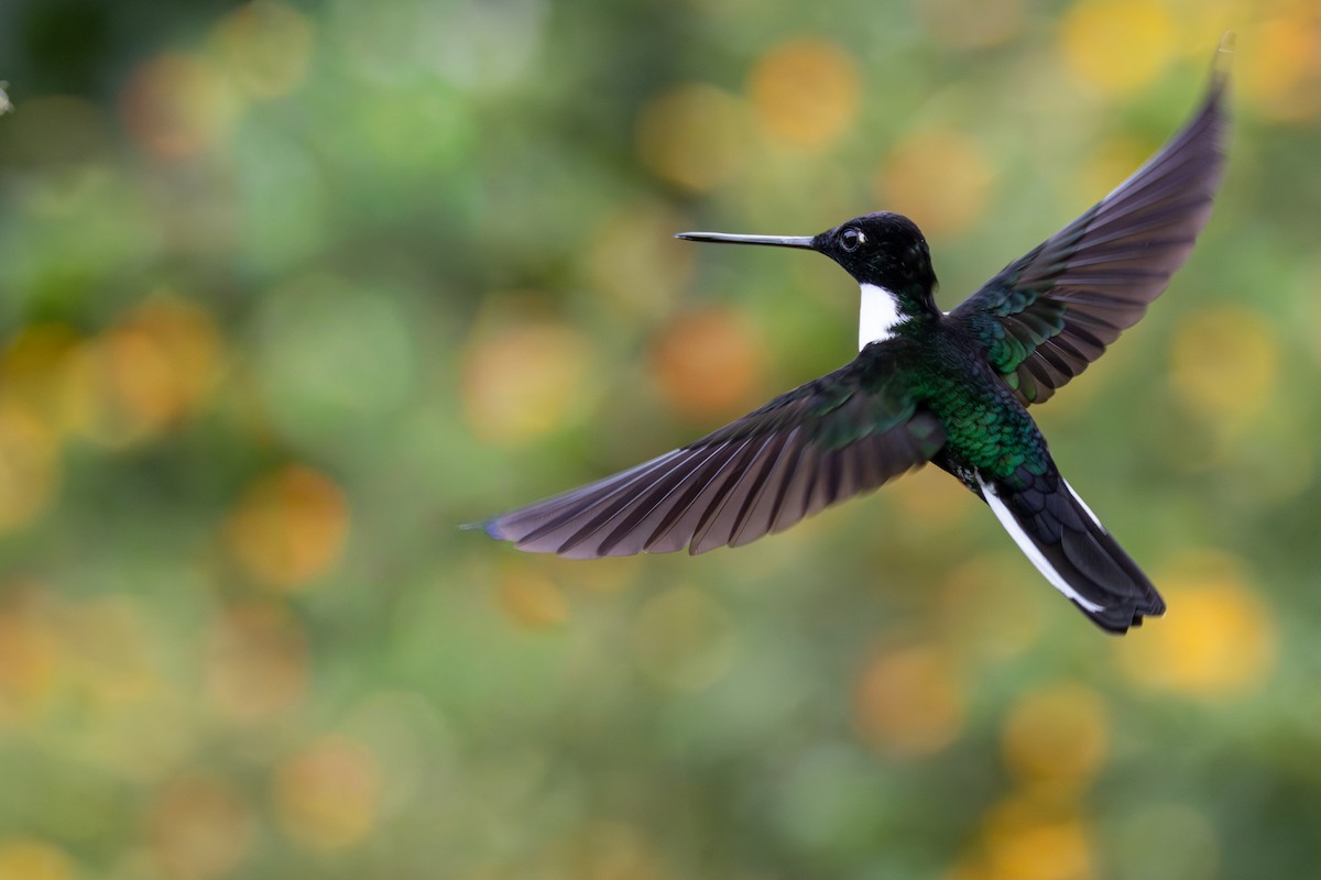 Collared Inca - ML646553561