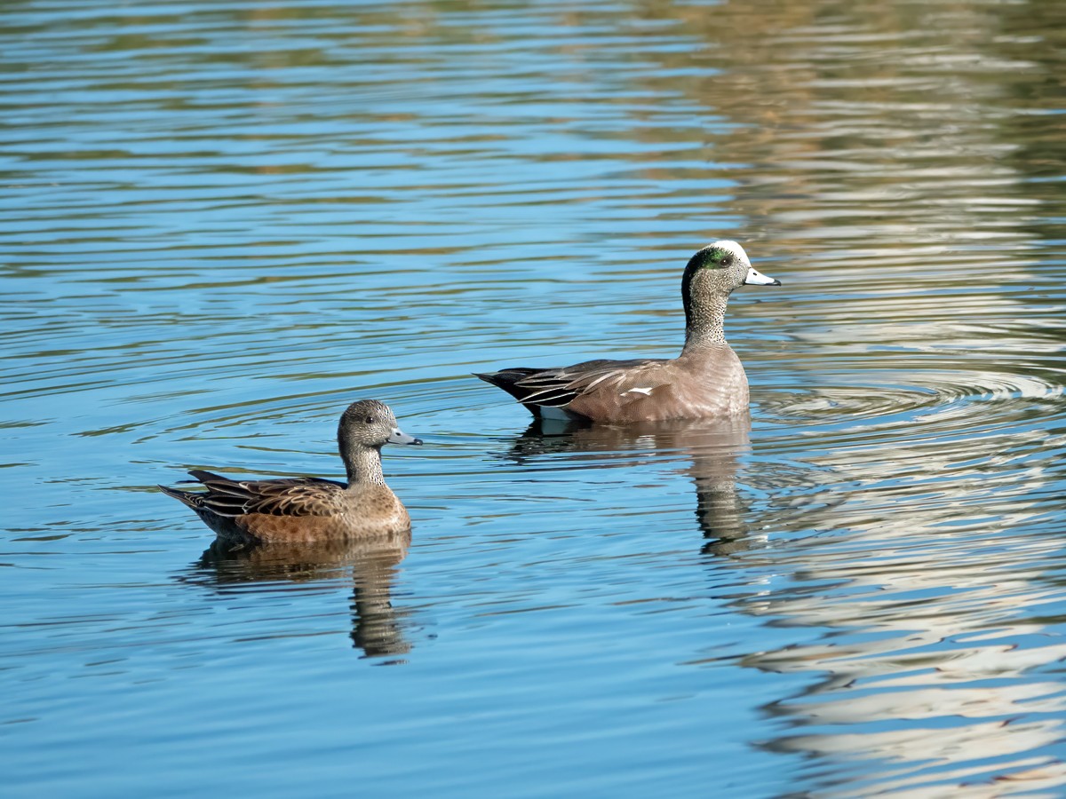 American Wigeon - ML646553563