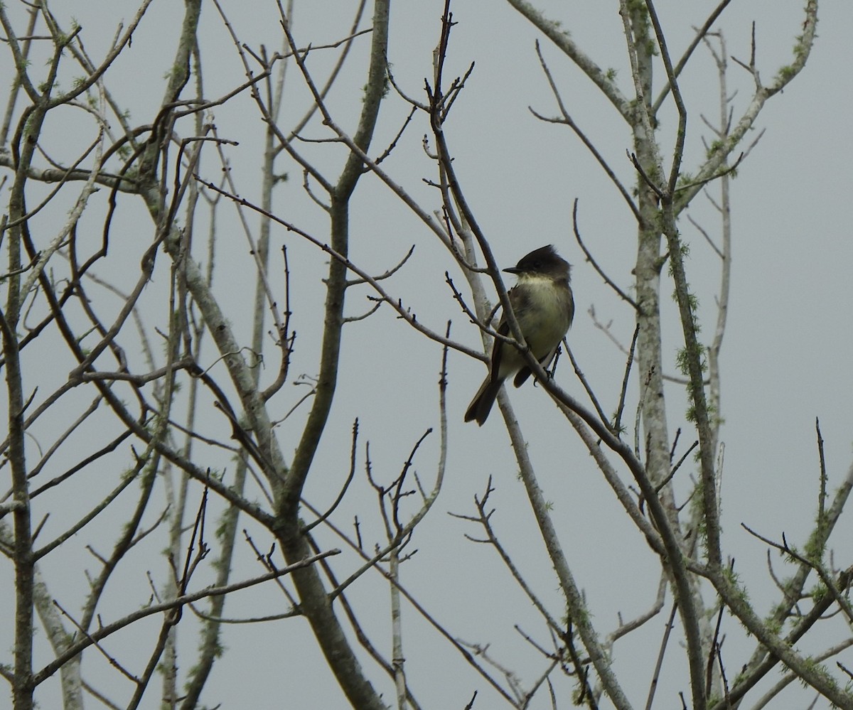 gråfibi - ML646553564