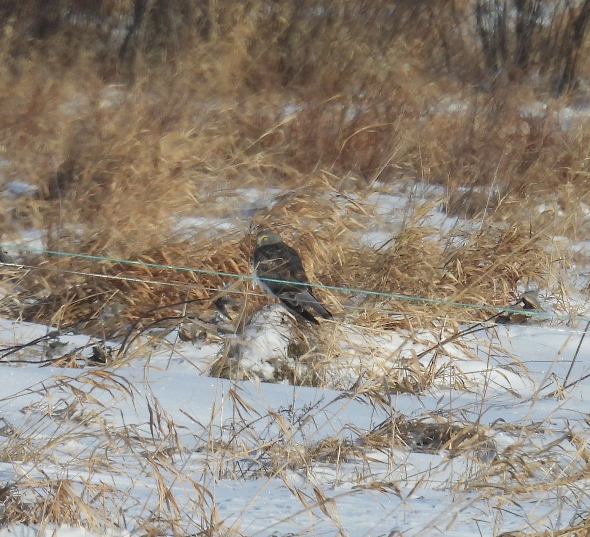 Northern Harrier - ML646553567