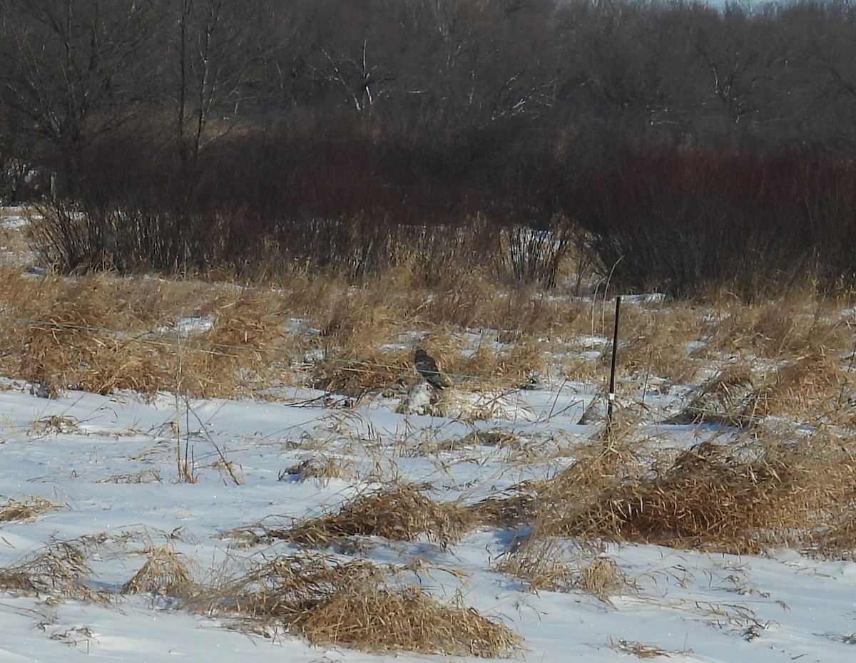 Northern Harrier - ML646553568