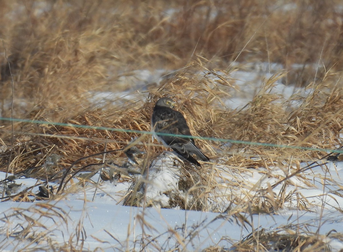 Northern Harrier - ML646553569