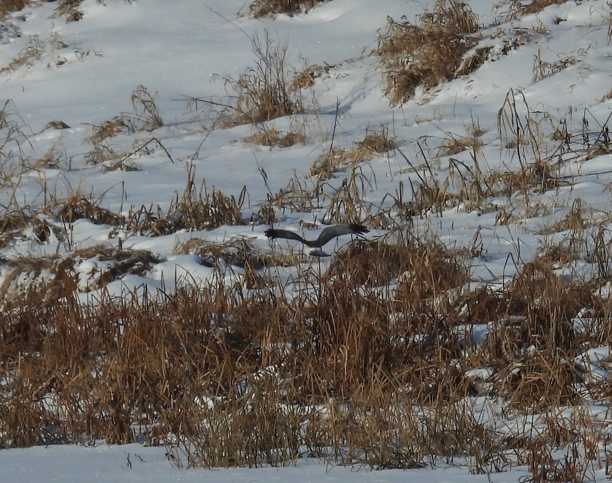 Northern Harrier - ML646553570