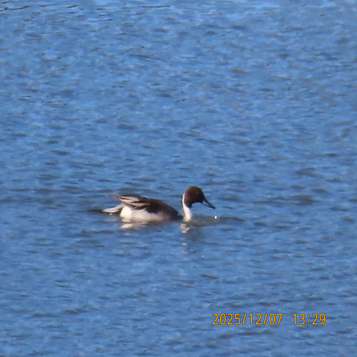 Northern Pintail - ML646553577