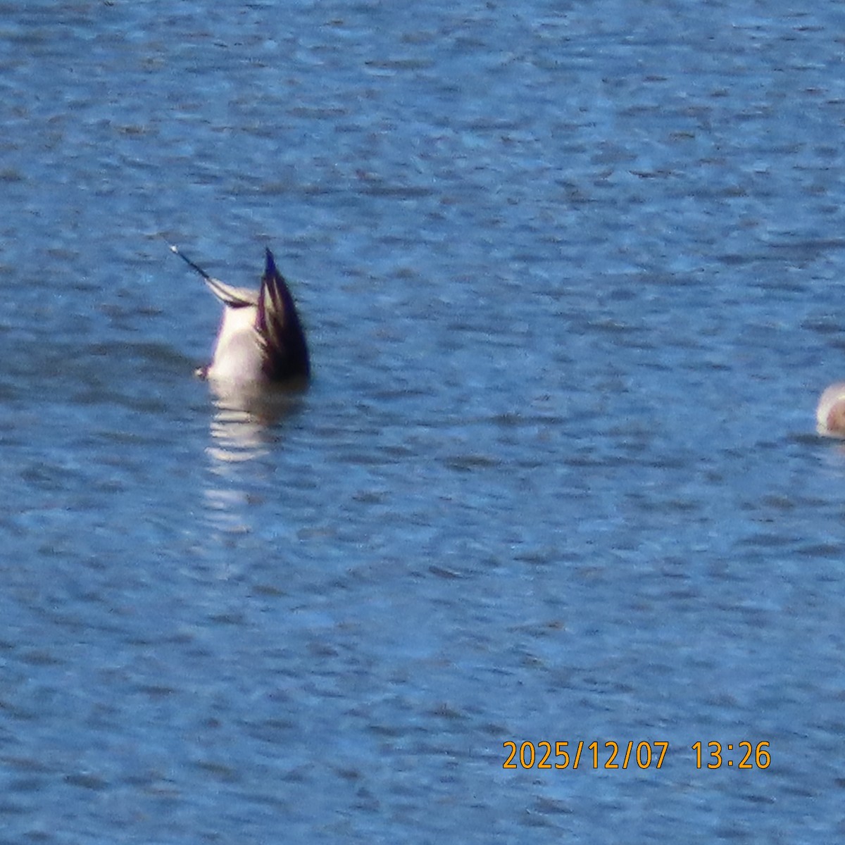 Шилохвіст північний - ML646553578