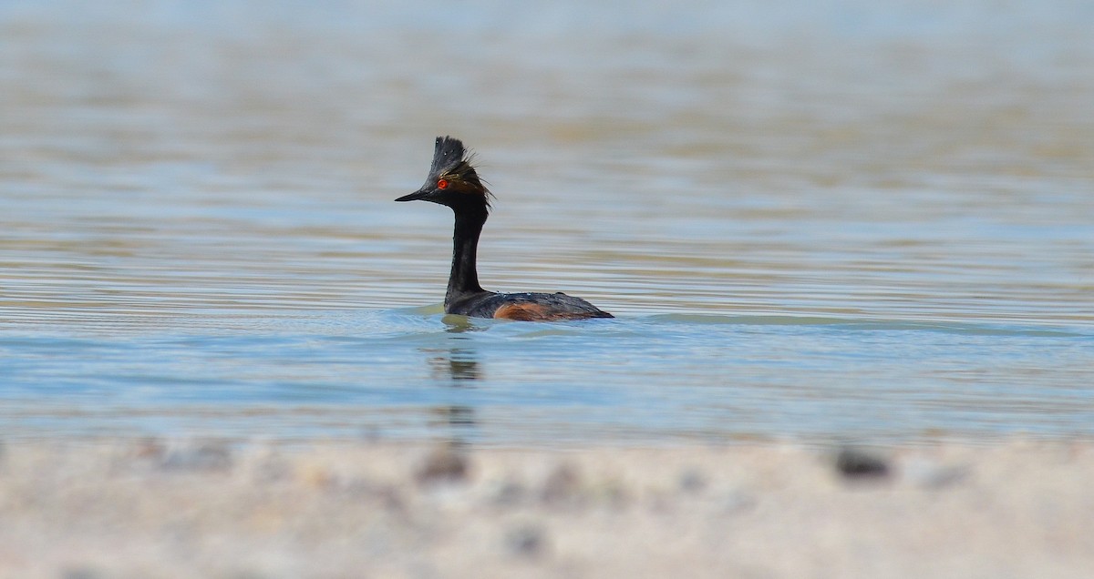 Eared Grebe - ML646553579