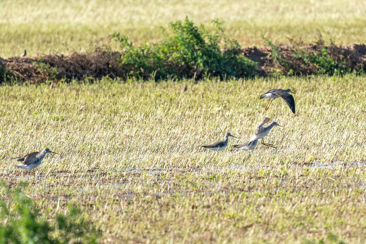 Коловодник строкатий - ML646553580