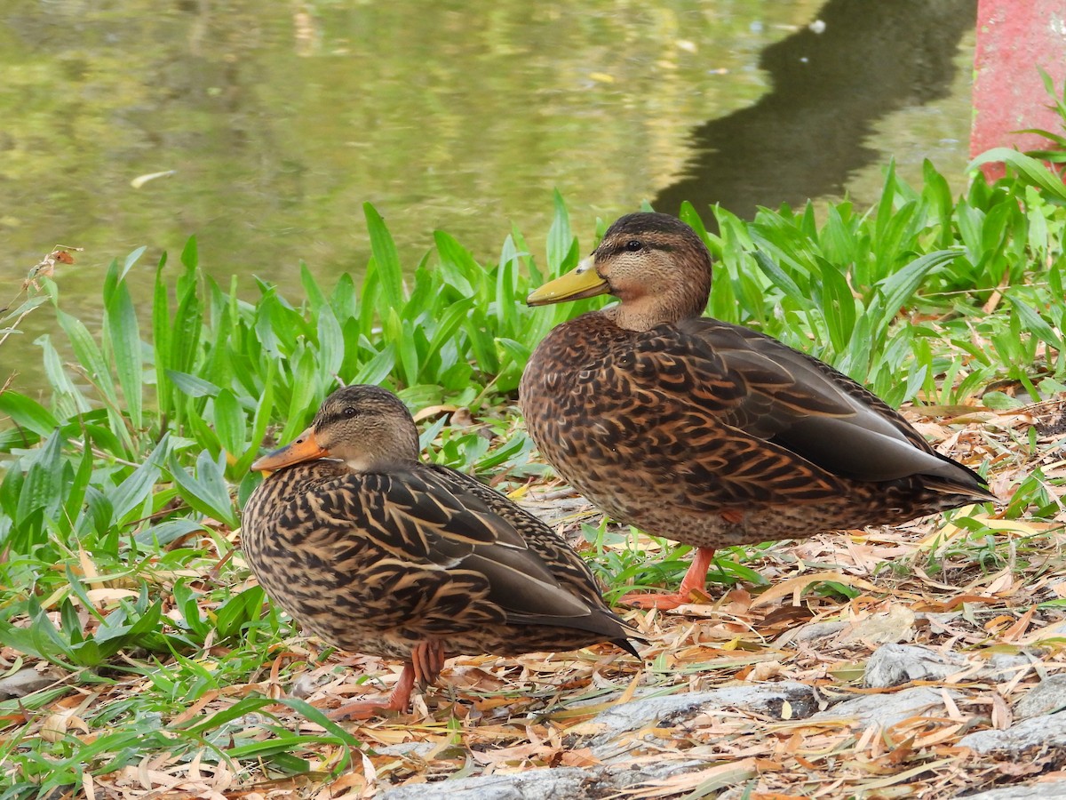 Крижень мексиканський - ML646553581