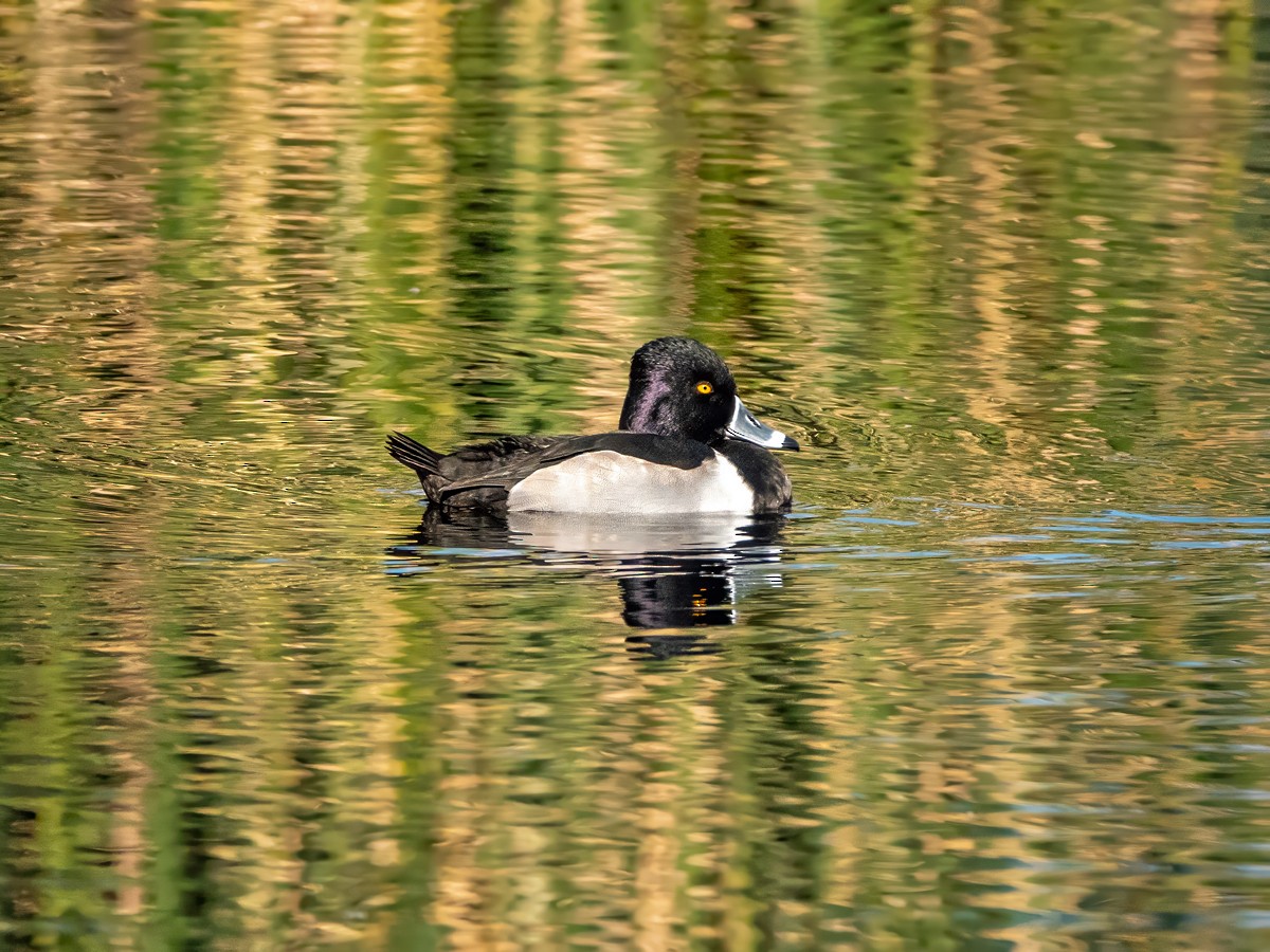 Чернь канадська - ML646553582