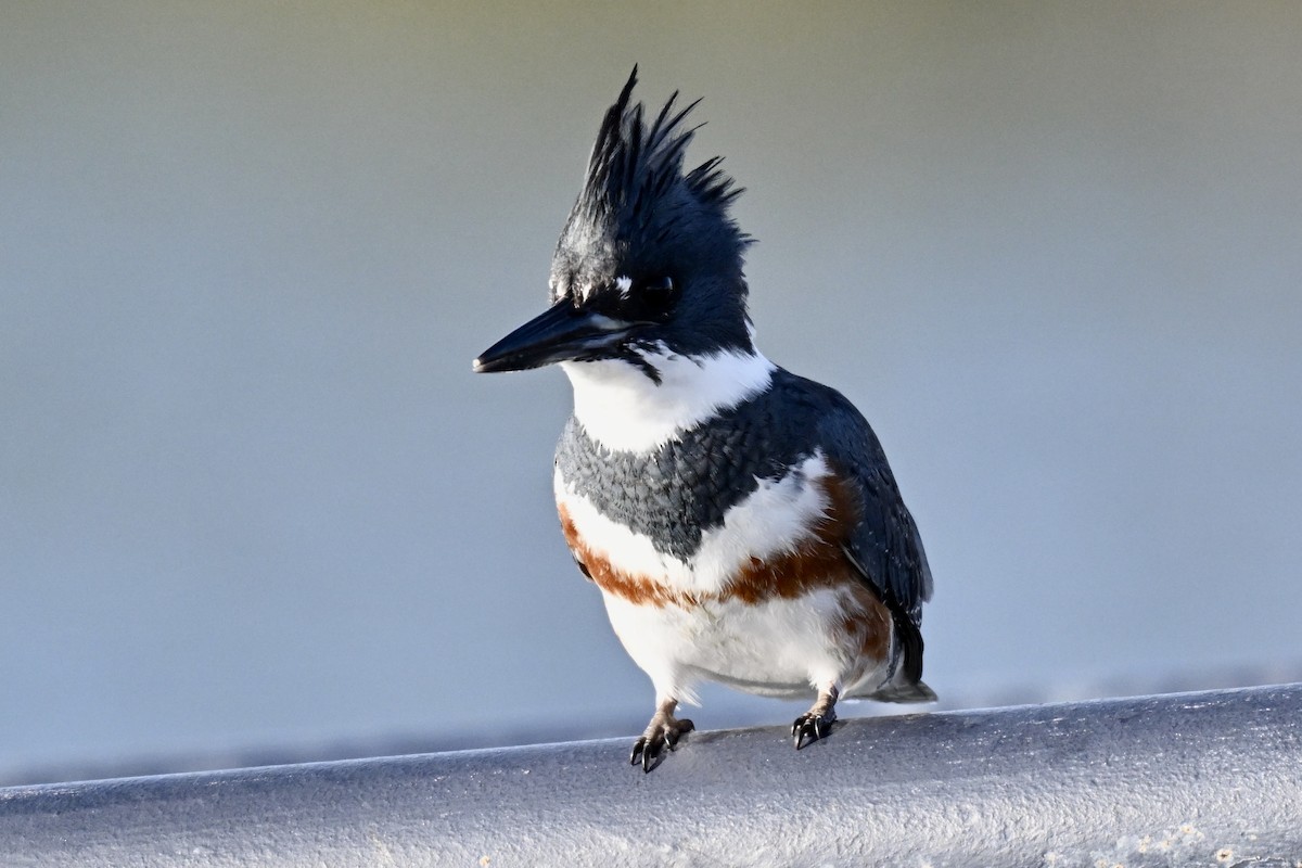 Рибалочка-чубань північний - ML646553583