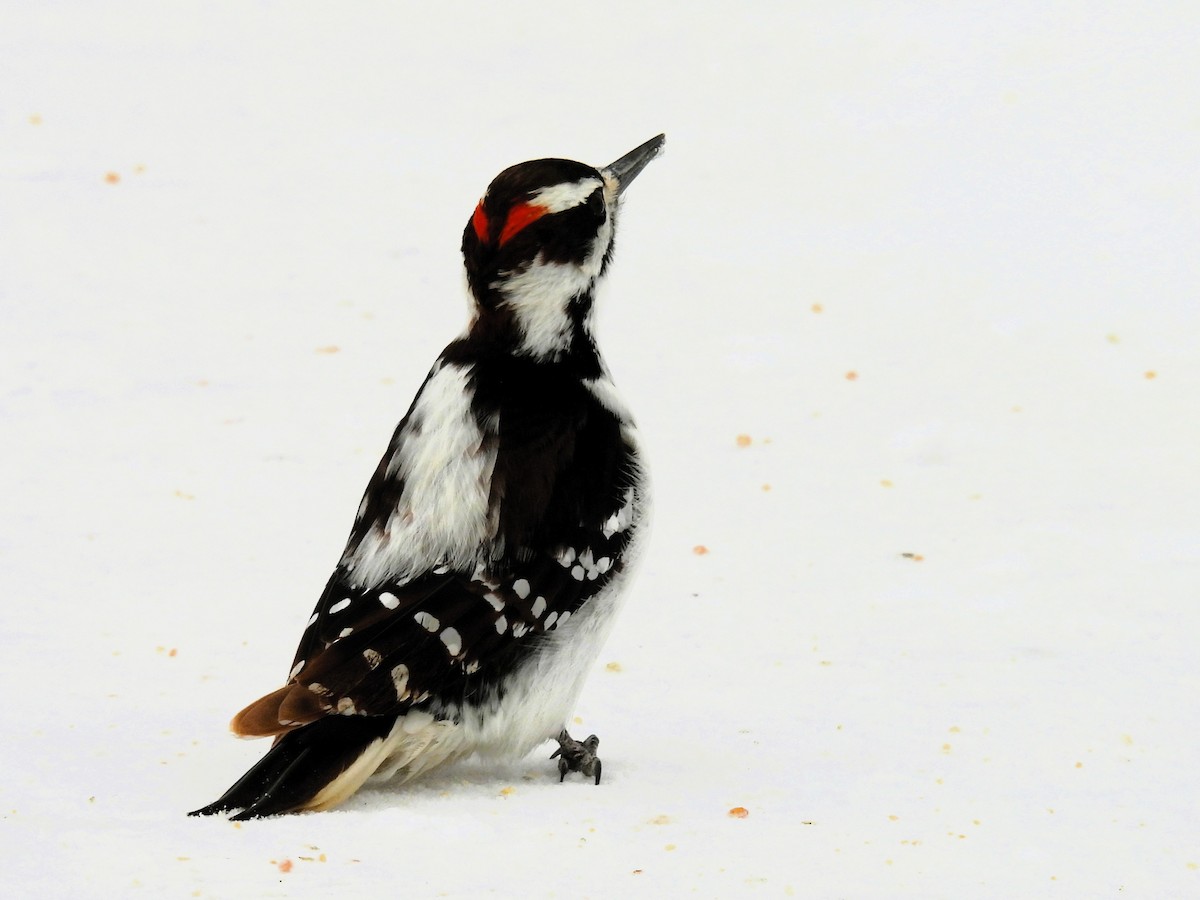 Дятел волохатий - ML646553584