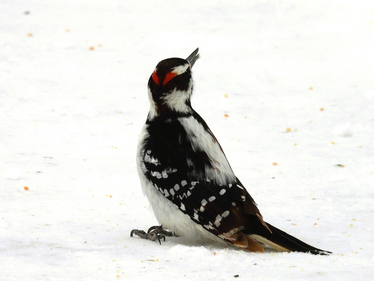 Дятел волохатий - ML646553585