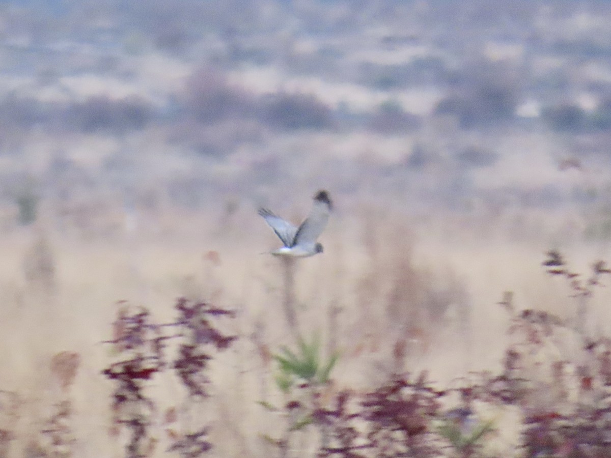 Лунь американський - ML646553586