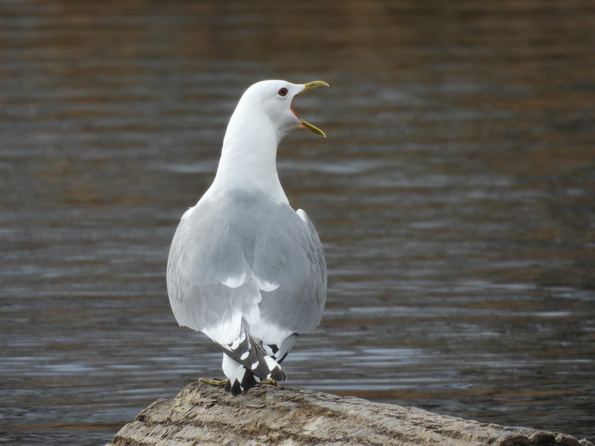 Мартин сивий аляскинський - ML646553587