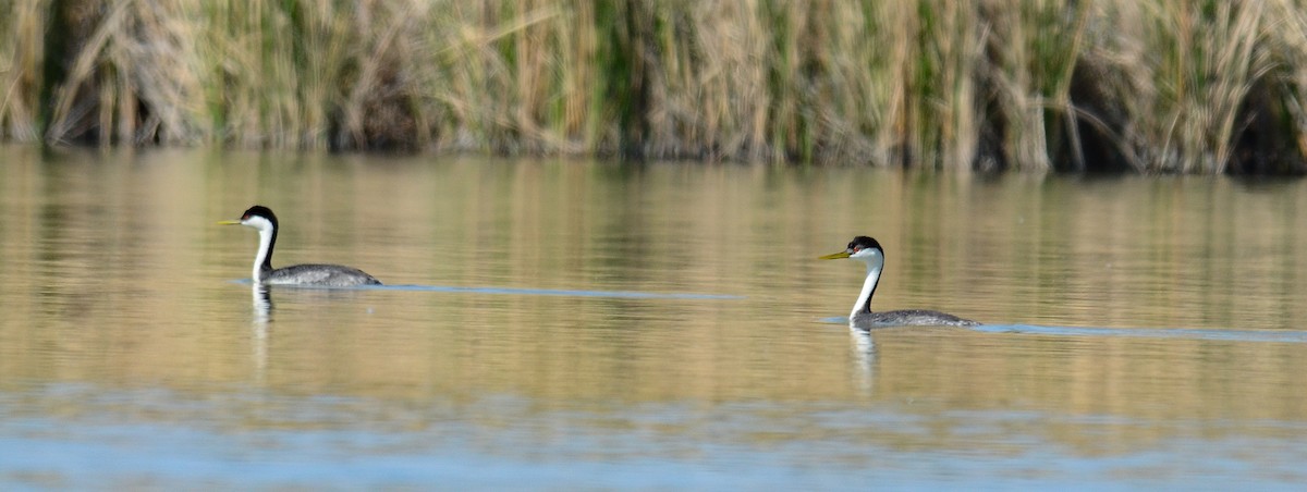 Пірникоза Кларка - ML646553588