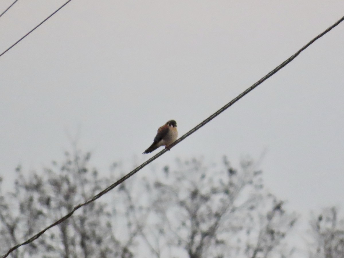 Боривітер американський - ML646553589