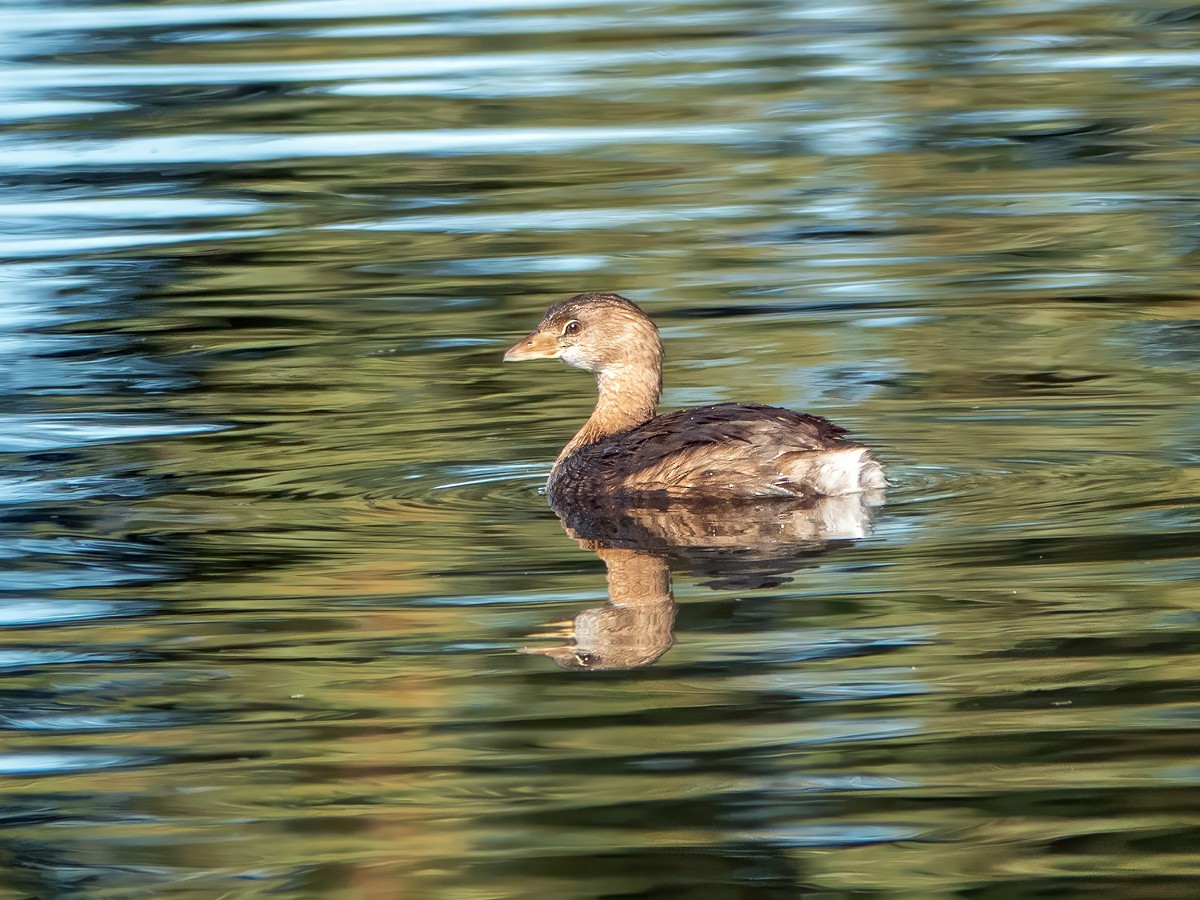 Пірникоза рябодзьоба - ML646553590