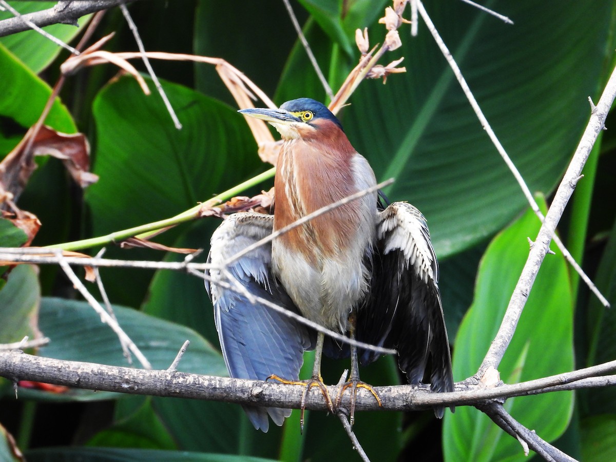 Чапля зелена - ML646553591