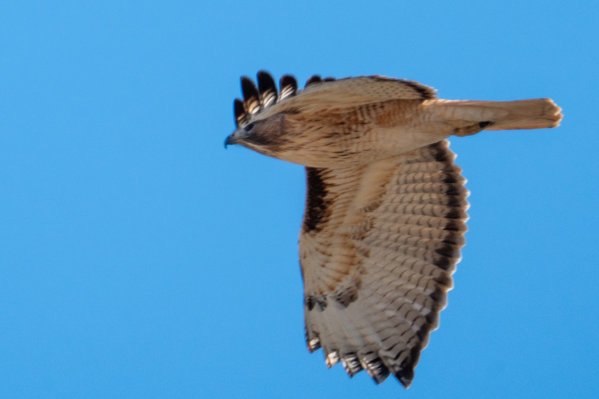 Канюк неоарктичний - ML646553592