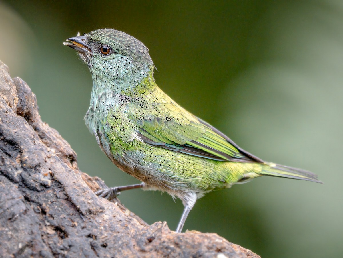 Танагра чорноголова - ML646553594