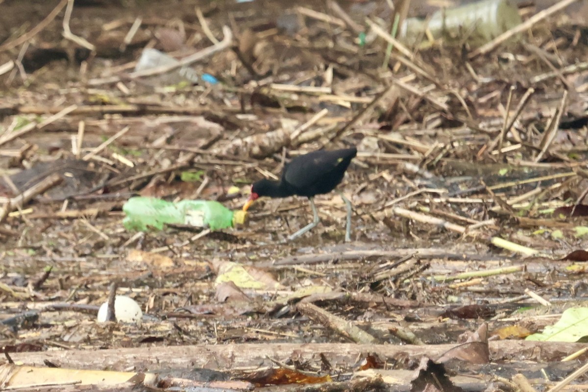 Якана червонолоба - ML646553595