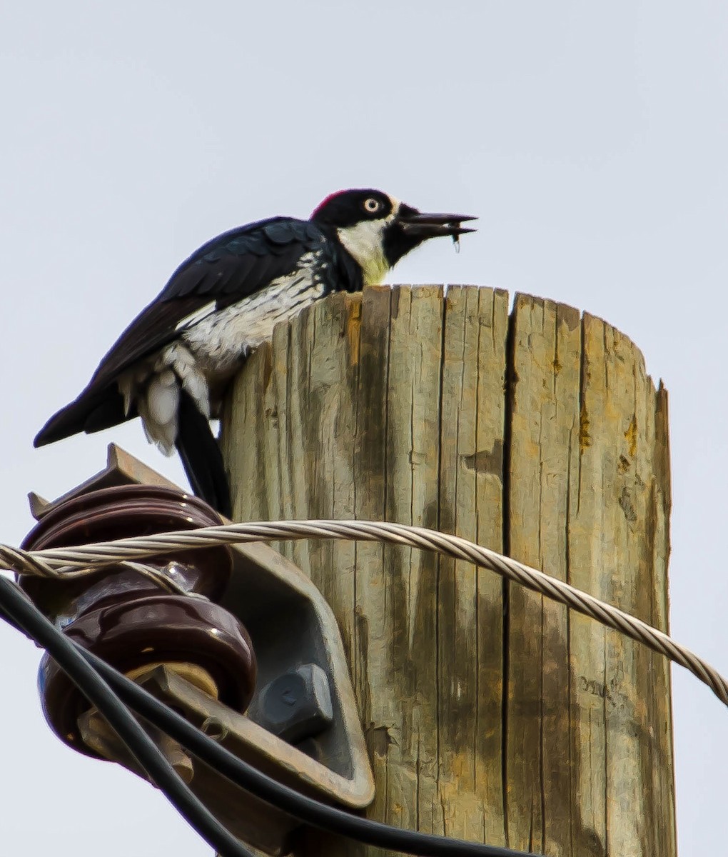 Acorn Woodpecker - ML646553596