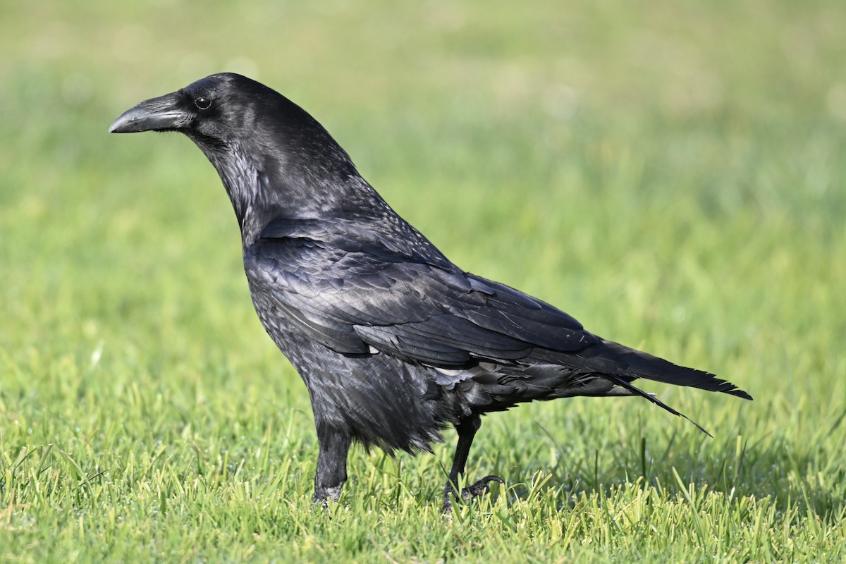 Erroi handia - ML646553597