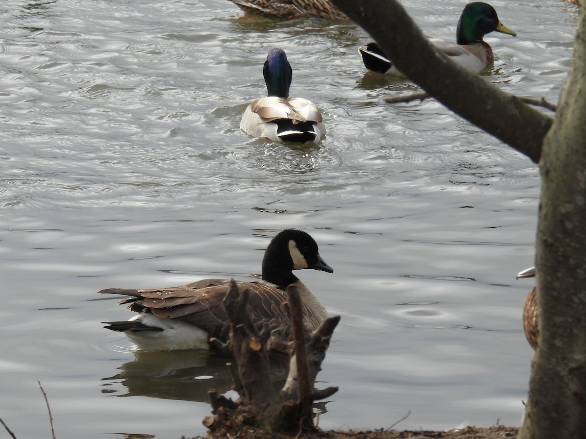 berneška malá - ML646553598