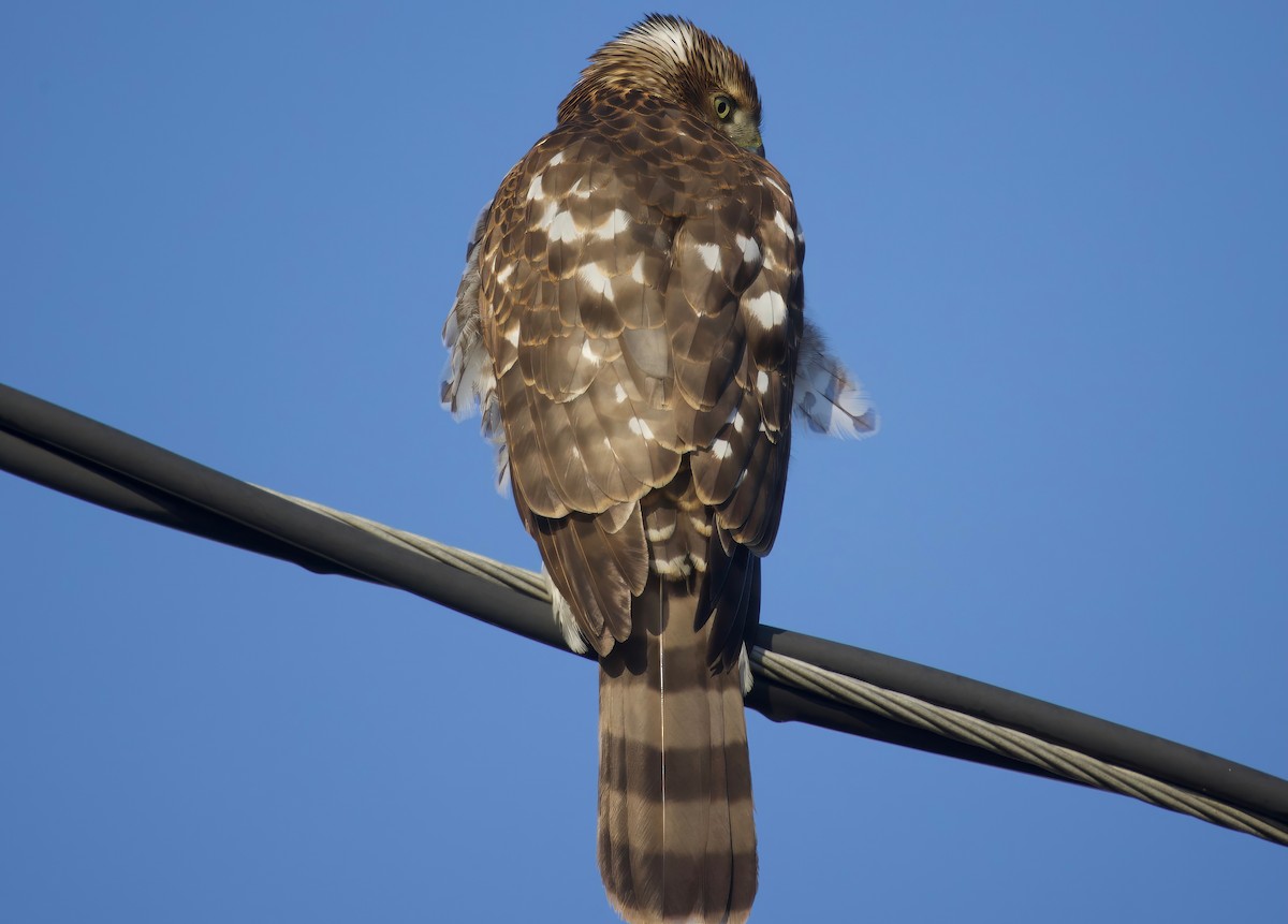 Яструб чорноголовий - ML646553599