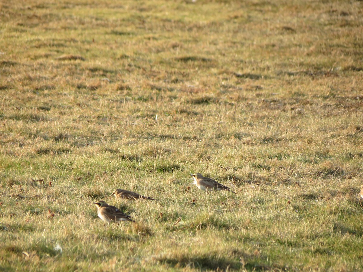 Horned Lark - ML646553600