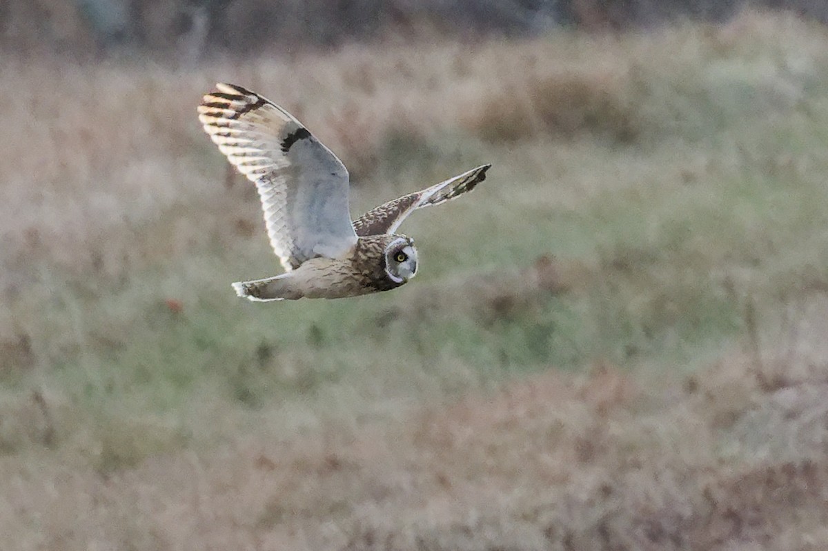 Хулгар гуйванга - ML646553601